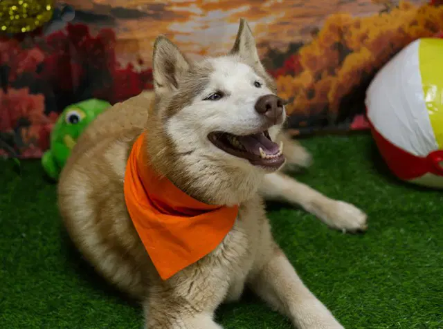 Lucky - Siberian Husky
