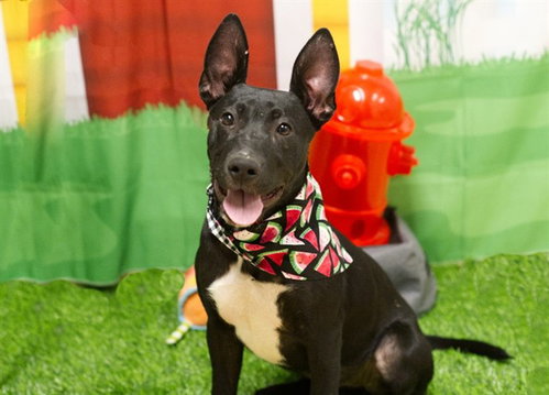 picture of the dog needing adoption