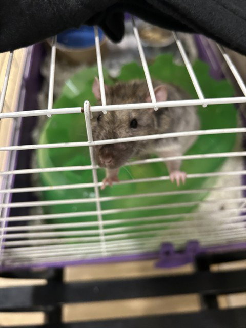 REMI