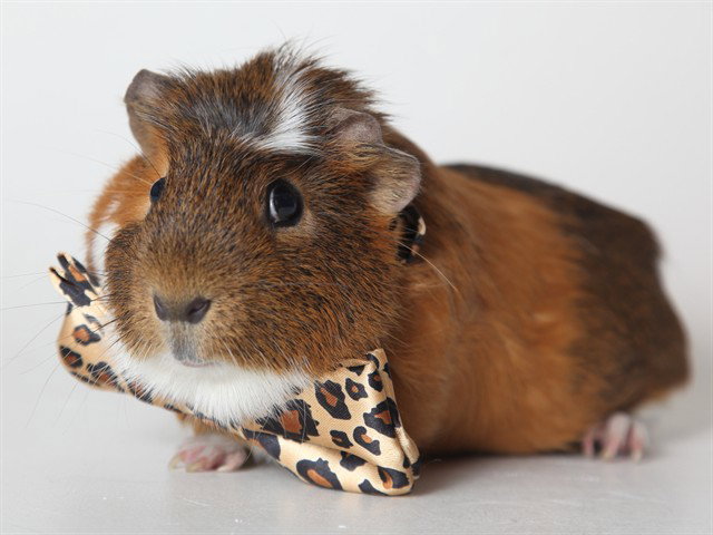RUSTY