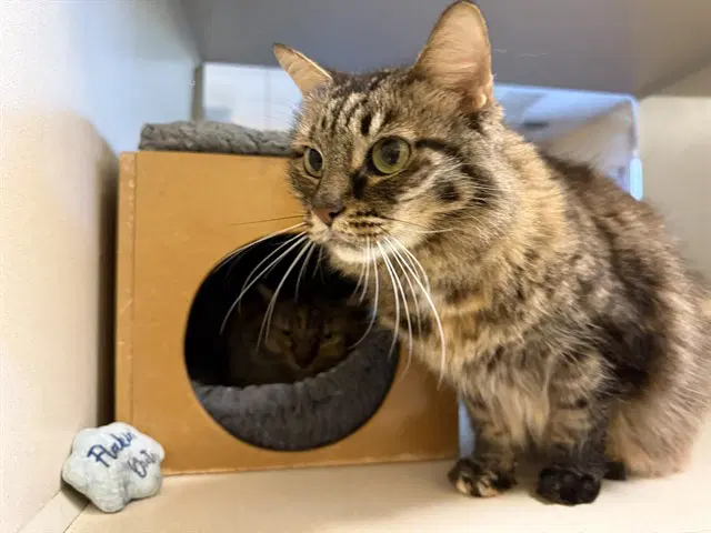 Mabel - Domestic Long Hair