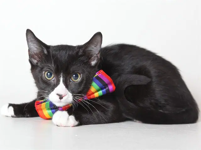 Riki - Domestic Short Hair