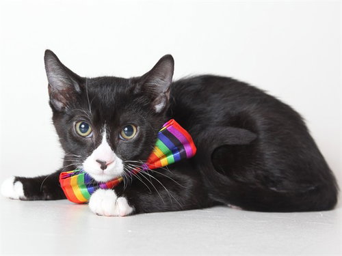 picture of the cat needing adoption