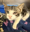 DONNIE — Placerville, CA Adoption