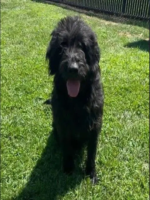 Rufus - Poodle (Standard)