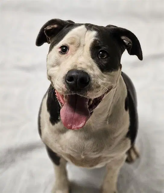 Baby - American Staffordshire Terrier