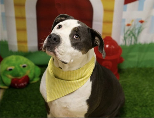 picture of the dog needing adoption