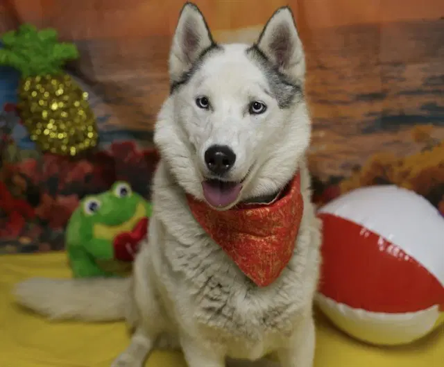 Tiana - Siberian Husky