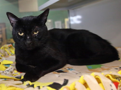 picture of the cat needing adoption
