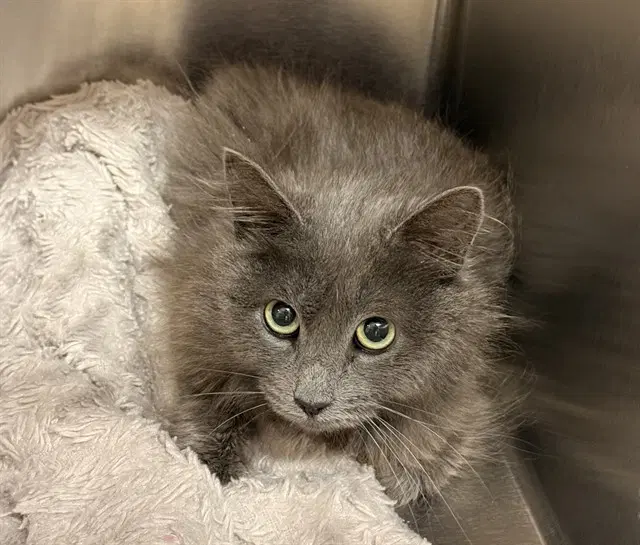 Cinder - Domestic Medium Hair
