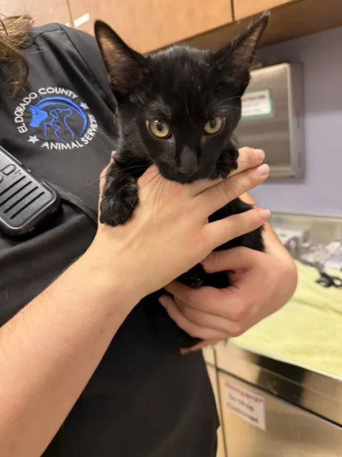 Draco - Domestic Medium Hair
