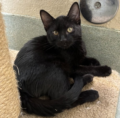 picture of the cat needing adoption