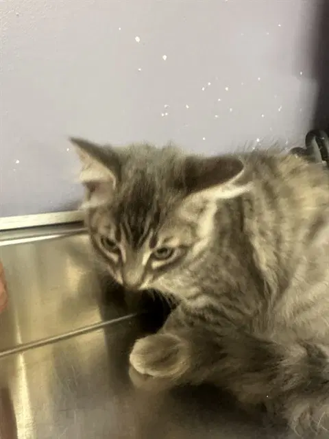 Elspeth - Domestic Short Hair