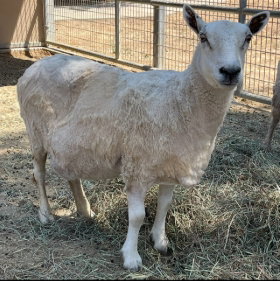 SHEEP 1