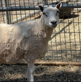 SHEEP 2