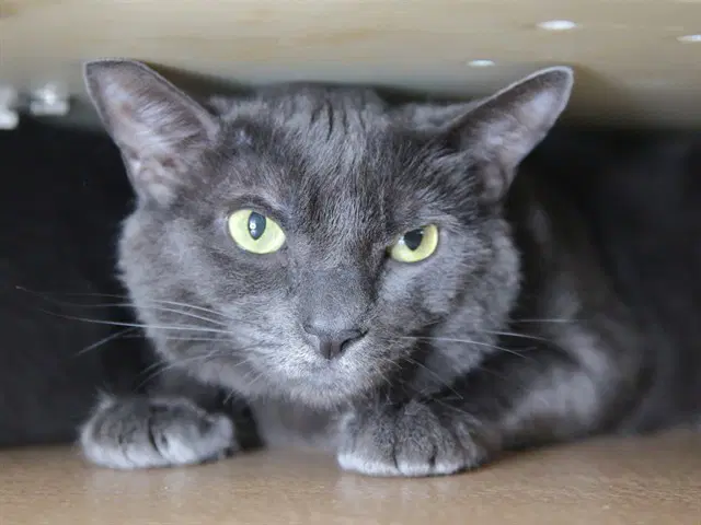 Nugget - Domestic Short Hair