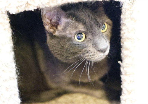 picture of the cat needing adoption