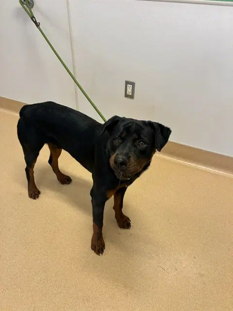 Remy image 1