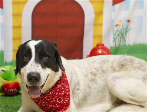 picture of the dog needing adoption
