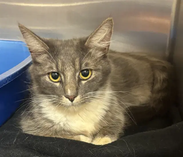 Adelaide - Domestic Short Hair