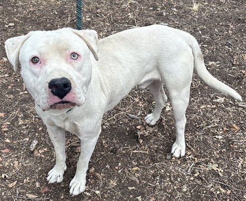 picture of the dog needing adoption