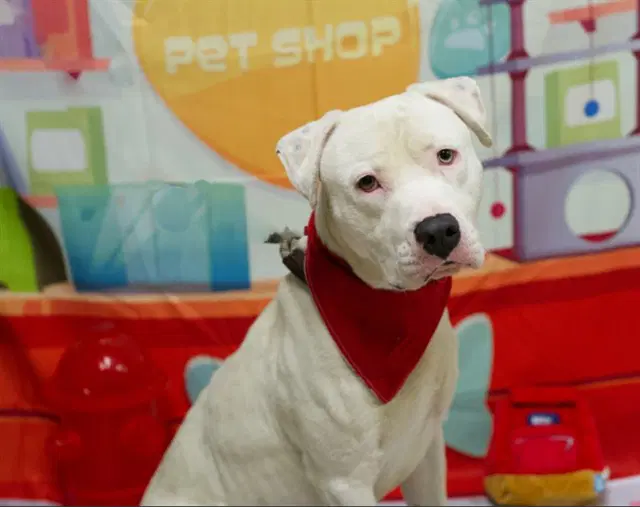 Olaf - Pit Bull Terrier