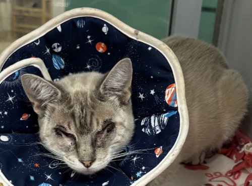 picture of the cat needing adoption