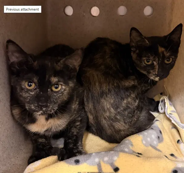 Tnr - Domestic Short Hair