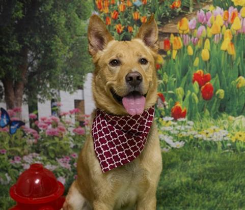 picture of the dog needing adoption