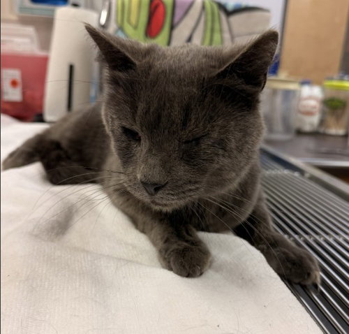 picture of the cat needing adoption
