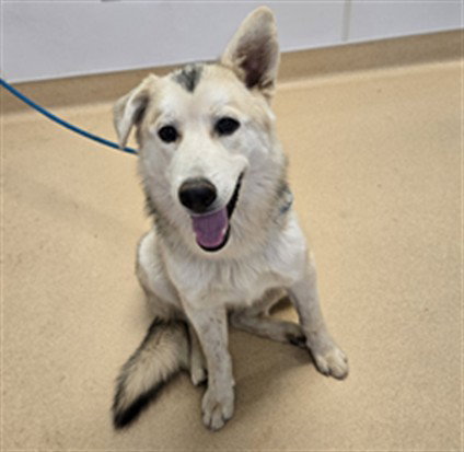 picture of the dog needing adoption