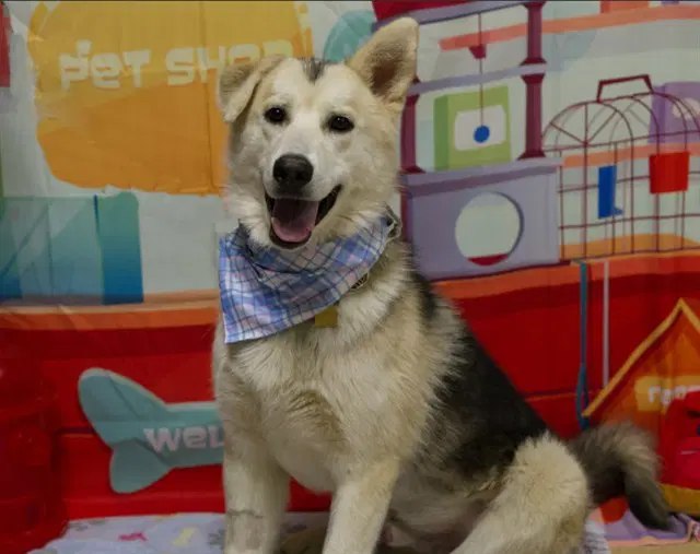 Chewy - Siberian Husky