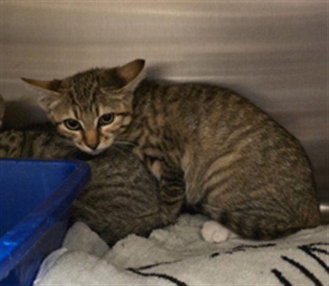picture of the cat needing adoption