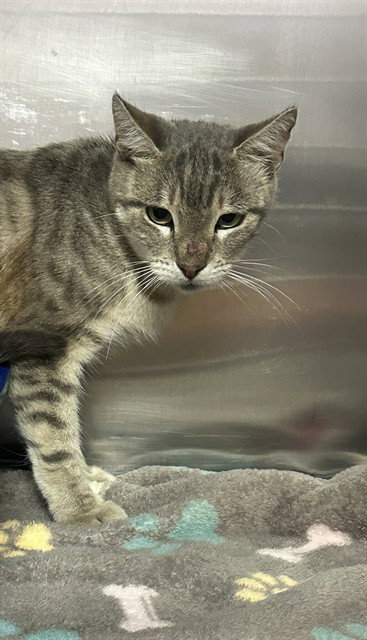 picture of the cat needing adoption