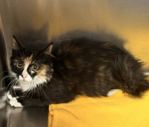 picture of the cat needing adoption
