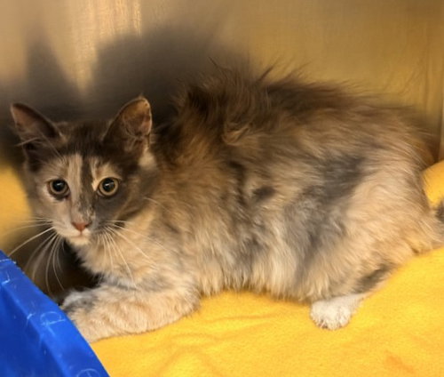 picture of the cat needing adoption