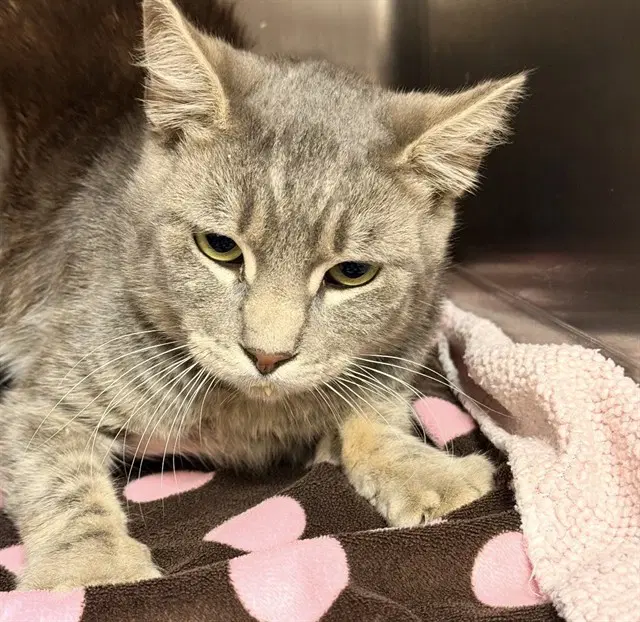 Tnr - Troy image 1