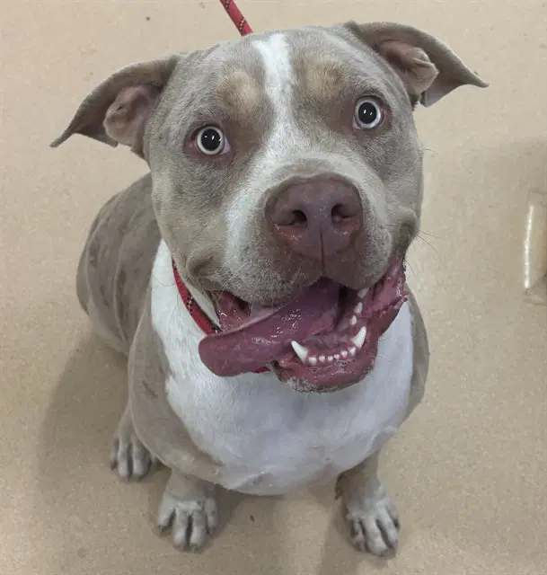 Ozzie - Pit Bull Terrier