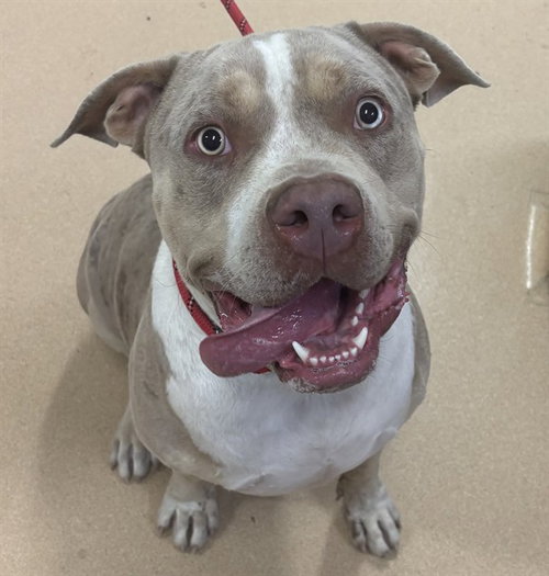 picture of the dog needing adoption