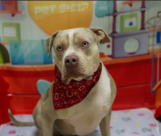 Ozzie - Pit Bull Terrier