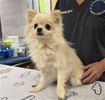 picture of the dog needing adoption