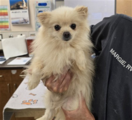 picture of the dog needing adoption