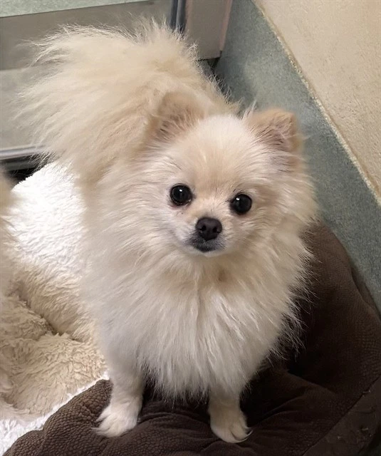 Daisy