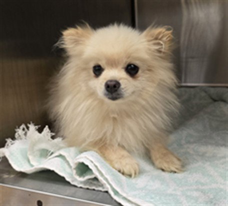 picture of the dog needing adoption