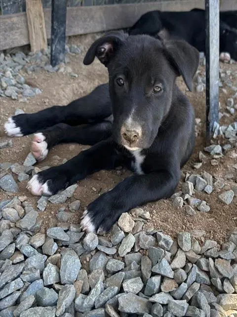 Unknown - German Shepherd Dog