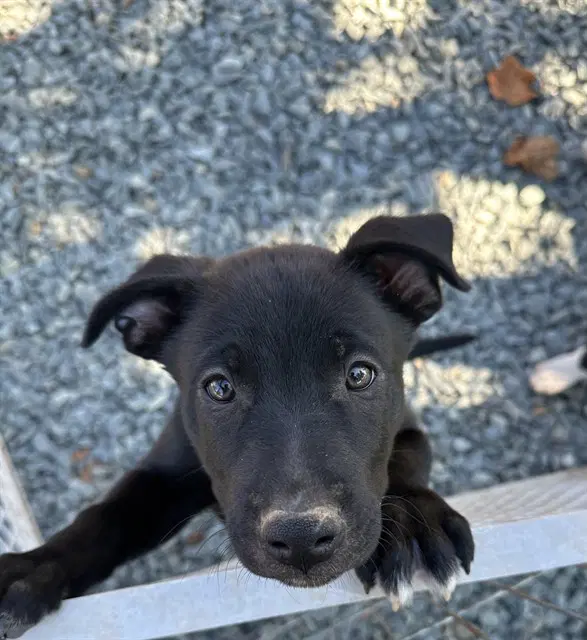 Unknown - German Shepherd Dog