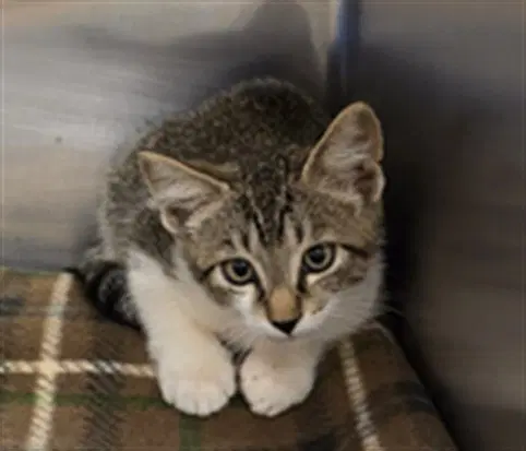 Emmit - Domestic Short Hair