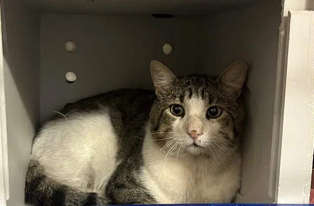 Tommy - Domestic Short Hair