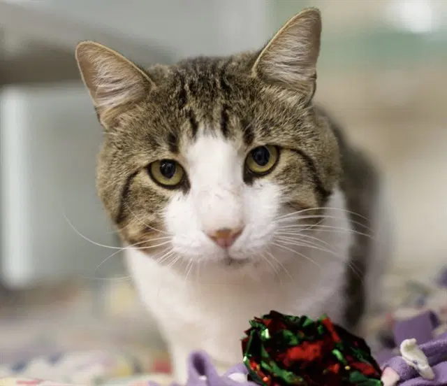 Tommy - Domestic Short Hair
