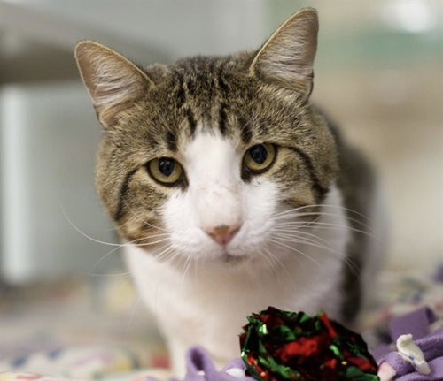 TOMMY, a cat for adoption from El Dorado County Animal Services - Placerville